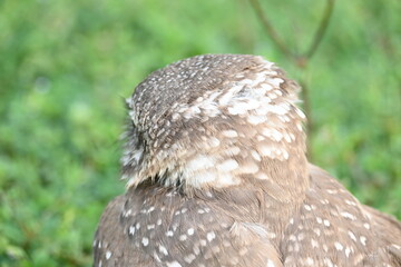 Spotted owlet or Athene brama owlet. It is a small owl which breeds in tropical Asia from Southeast Asia. This is a roost in small groups in the hollows of trees or in cavities in rocks and buildings.