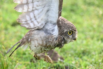 Spotted owlet or Athene brama owlet. It is a small owl which breeds in tropical Asia from Southeast Asia. This is a roost in small groups in the hollows of trees or in cavities in rocks and buildings.