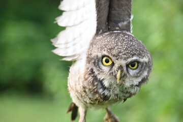 Spotted owlet or Athene brama owlet. It is a small owl which breeds in tropical Asia from Southeast Asia. This is a roost in small groups in the hollows of trees or in cavities in rocks and buildings.
