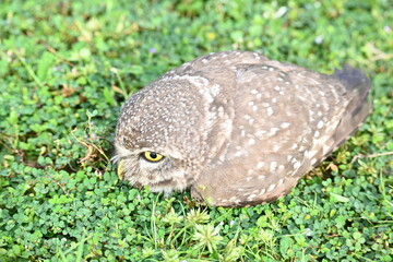 Spotted owlet or Athene brama owlet. It is a small owl which breeds in tropical Asia from Southeast Asia. This is a roost in small groups in the hollows of trees or in cavities in rocks and buildings.