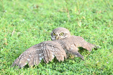 Spotted owlet or Athene brama owlet. It is a small owl which breeds in tropical Asia from Southeast Asia. This is a roost in small groups in the hollows of trees or in cavities in rocks and buildings.
