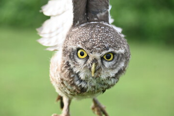 Spotted owlet or Athene brama owlet. It is a small owl which breeds in tropical Asia from Southeast Asia. This is a roost in small groups in the hollows of trees or in cavities in rocks and buildings.