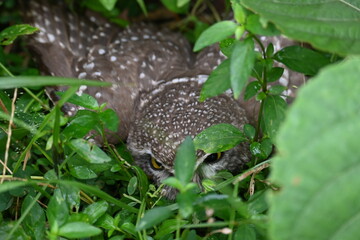 Spotted owlet or Athene brama owlet. It is a small owl which breeds in tropical Asia from Southeast Asia. This is a roost in small groups in the hollows of trees or in cavities in rocks and buildings.