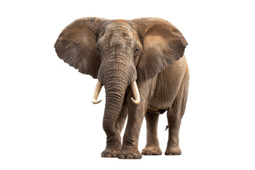 Fototapeta premium A large elephant with tusks stands in front of a white background. The elephant appears to be looking at the camera, possibly curious or cautious. Concept of strength and majesty