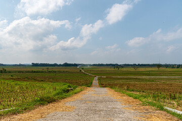 Rural Countryside Path in Green Rice Fields Under Clear Blue Sky