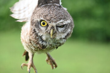 Spotted owlet or Athene brama owlet. It is a small owl which breeds in tropical Asia from Southeast Asia. This is a roost in small groups in the hollows of trees or in cavities in rocks and buildings.