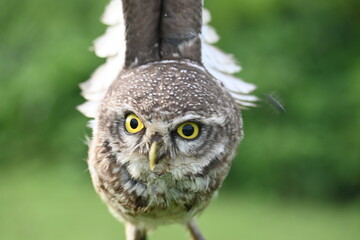 Spotted owlet or Athene brama owlet. It is a small owl which breeds in tropical Asia from Southeast Asia. This is a roost in small groups in the hollows of trees or in cavities in rocks and buildings.