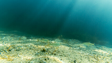 Rotauge in einem klaren See