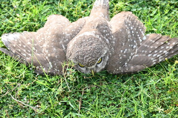 Spotted owlet or Athene brama owlet. It is a small owl which breeds in tropical Asia from Southeast Asia. This is a roost in small groups in the hollows of trees or in cavities in rocks and buildings.
