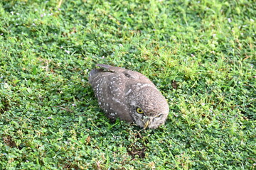 Spotted owlet or Athene brama owlet. It is a small owl which breeds in tropical Asia from Southeast Asia. This is a roost in small groups in the hollows of trees or in cavities in rocks and buildings.