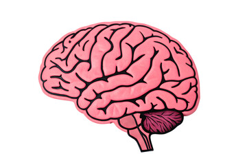 Anatomical illustration of the human brain in profile showing the cerebrum cerebellum and brainstem against a black background