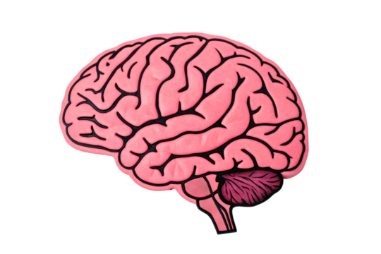Anatomical illustration of the human brain in profile showing the cerebrum cerebellum and brainstem against a black background