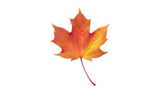 Maple leaf isolated, vibrant orange & yellow with detailed veins and red stem on a transparent background