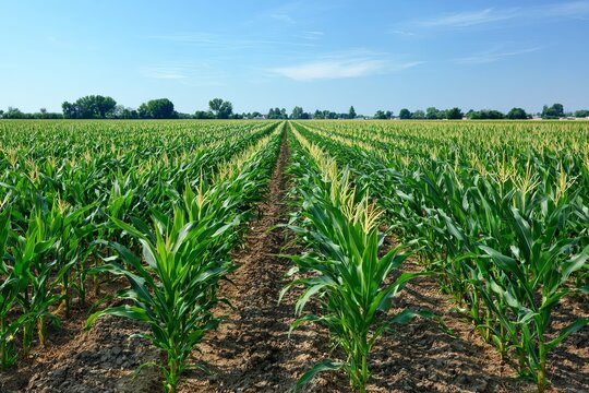 a field of corn in the united states, with rows of tall green plants that have yellow and white stalks. - Powered by Adobe