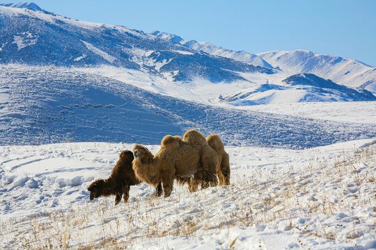 Camels graze on the Ushkonyr plateau, a high-mountain zhailau located 50 kilometers from Almaty in Kazakhstan.