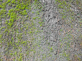 Rough wall surface texture background covered with green moss