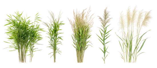 Fototapeta premium Sets of barley plants millet plants and corn plants side by side on transparent background