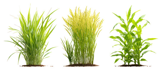 Sets of barley plants millet plants and corn plants side by side on transparent background © Al-Mamun