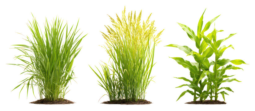 Sets of barley plants millet plants and corn plants side by side on transparent background
