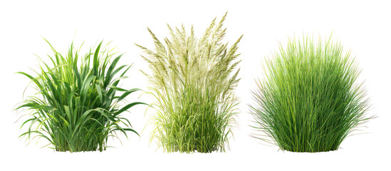 Three different types of green grass plants isolated on transparent background