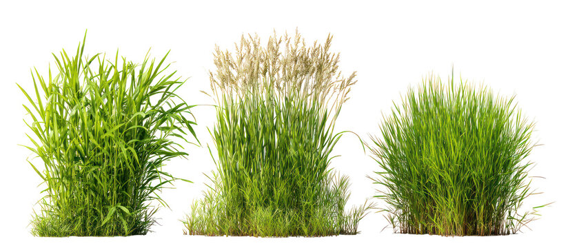 Three bunches of green grass isolated on transparent background