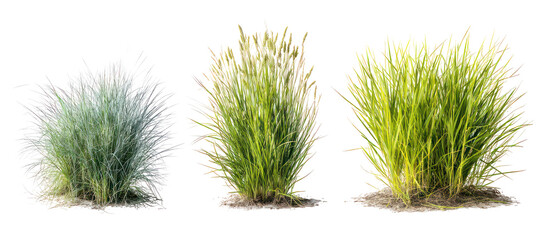 Three different sizes of green grass clumps isolated on transparent background