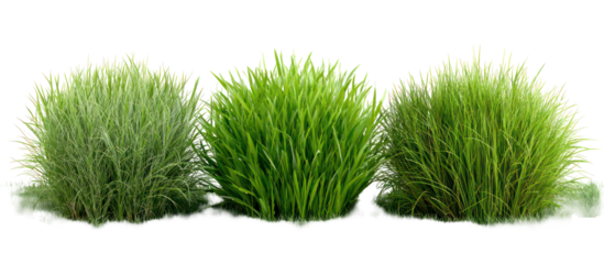 Sets of buffalo grass creeping bentgrass and redtop grass side by side on transparent background