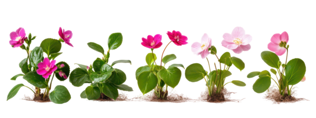 Sets of camellia plants cyclamen plants and winter aconite plants side by side on transparent background