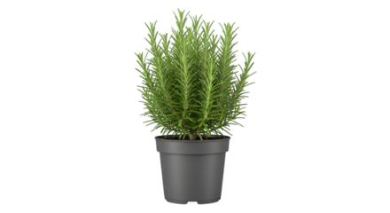 A tall green potted rosemary herb plant with delicate leaves and stems in a grey pot isolated on transparent background