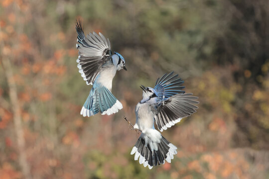 Blue Jays midair spat in fall
