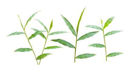 Collection of three grass stems isolated on transparent background cutout