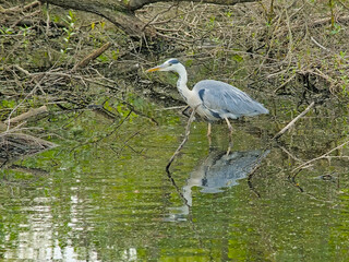 Grey heron standing in a pool with reflection in the water in Bourgoyen nature reserve, Ghent, Belgium - Ardea cinerea 