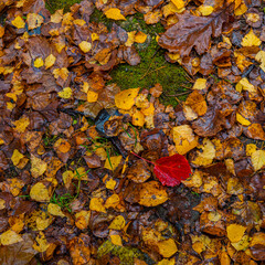 autumn fallen leaves on the ground in the rain