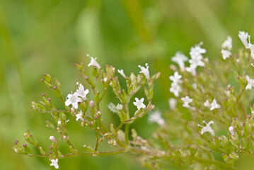 Fototapeta premium Macro of the tiny white flowers of marsh valerian, selective focus on a green bokeh background - Valeriana dioica 
