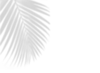 Detailed Palm Frond Shadow Light Overlay