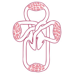 Human Circulatory System