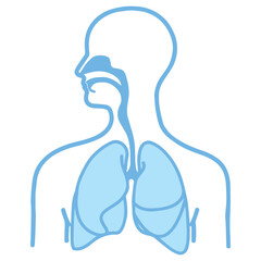 Human Respiratory System