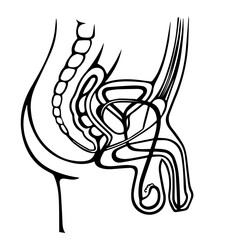 Human Male Urogenital System