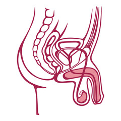 Male Reproductive System