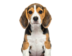 A close-up portrait shows a young canine with black, white, and brown markings, on a black background