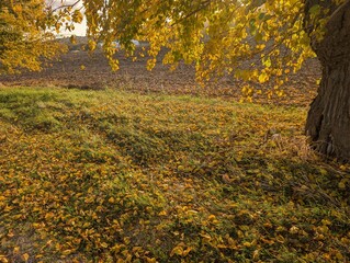 Le foglie in autunno