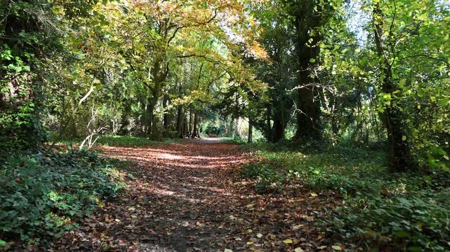 Beautiful 4K drone footage showing a peaceful forest path surrounded by green trees and soft sunlight filtering through the leaves. A calm and natural landscape perfect for projects about nature, rela