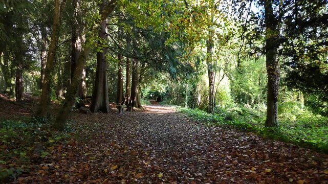 Beautiful 4K drone footage showing a peaceful forest path surrounded by green trees and soft sunlight filtering through the leaves. A calm and natural landscape perfect for projects about nature, rela