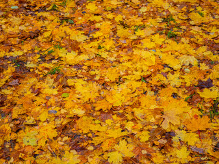 autumn yellow maple leaves on the ground in the rain
