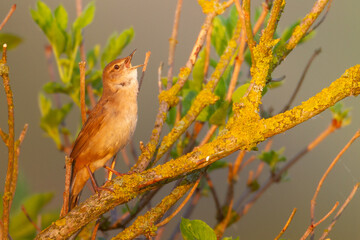 Bird Savi's warbler singing on a reed stalk. Song bird in the nature habitat. Locustella luscinioides spring time sunset in the morning Poland Europe