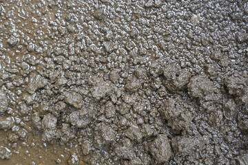 Detailed Texture of Wet Soil Surface in the Garden After Rain, Showing Moist Mud and Natural Earth Texture. Great for Backgrounds, Environment, and Texture Overlays.