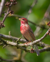Common Rosefinch Carpodacus erythrinus Bird, small migratory bird in red feathers, male spring time Poland, Europe