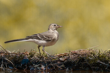 Bird juvenile White wagtail Motacilla alba small bird with long tail on light blurred background, Poland Europe