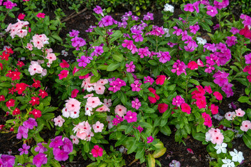 Fototapeta premium Typical Vietnamese flowers along the road in Da Nang