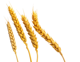 Close-up of four golden wheat stalks against a stark black background